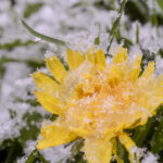 snow flower